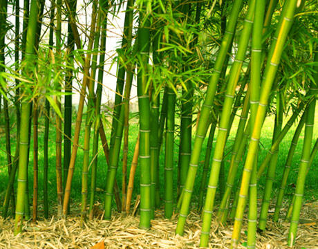 Ilmuwan Uji Bambu Sebagai Bahan Bangunan