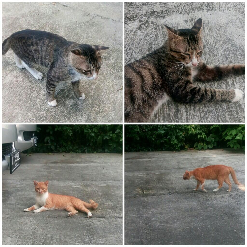 &#91;ASK&#93; Mau Tanya Jenis Kucing 