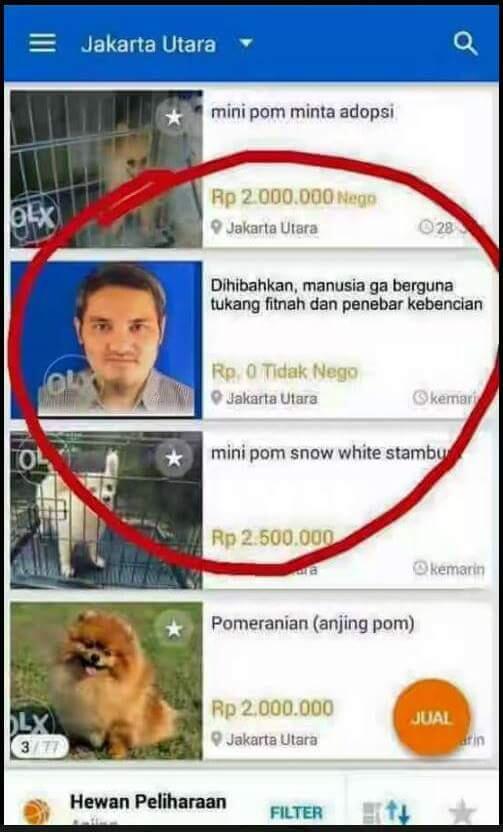 'Den Bagus' Jonru Dijual di OLX pada Kategori Anjing