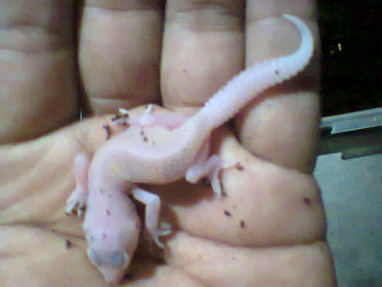 lkantapa is offline. jual leopard gecko baby maksimal umur 1 bulan, reseler...