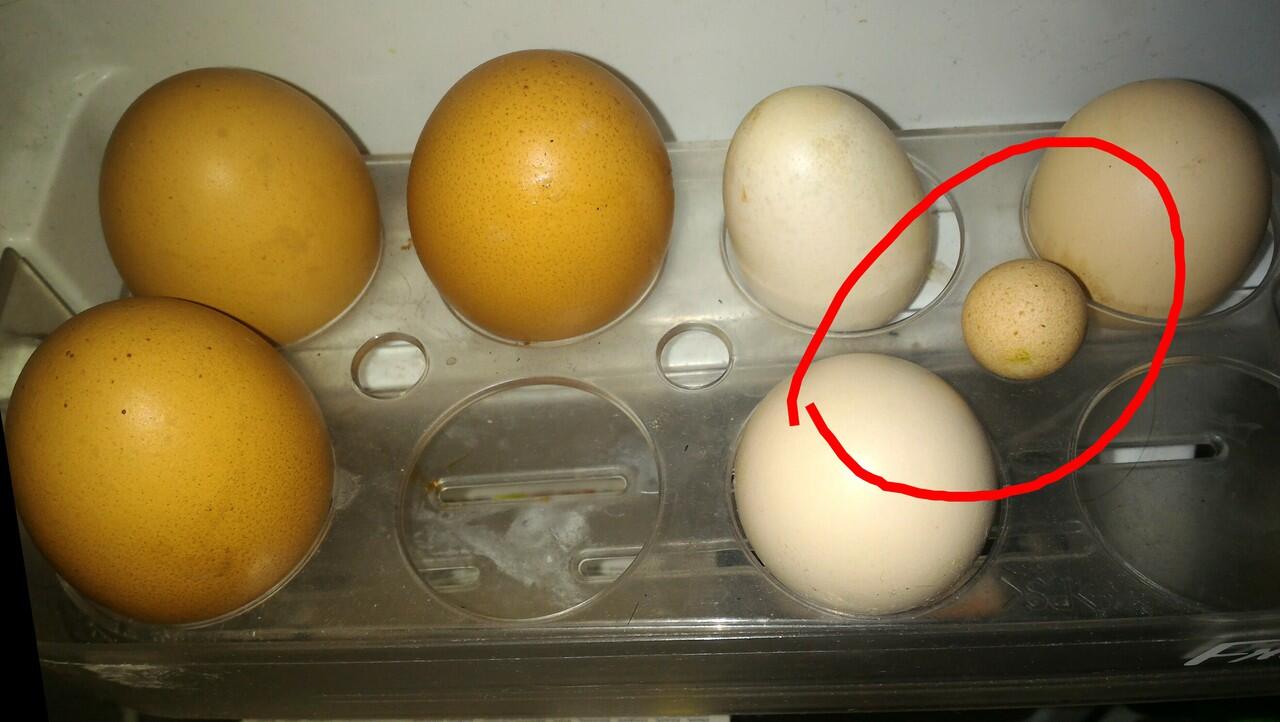 Telur ayam terkecil dari Tegal?