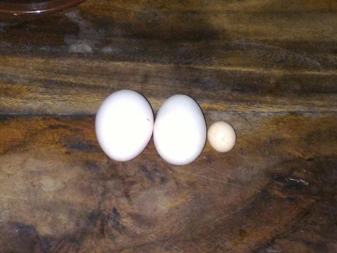 Telur ayam terkecil dari Tegal?