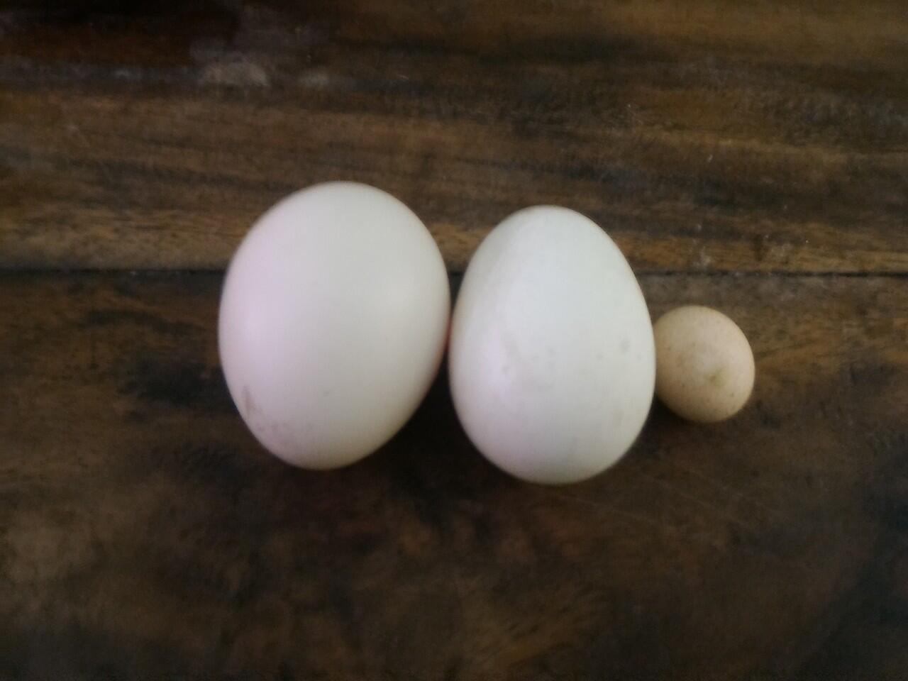 Telur ayam terkecil dari Tegal?