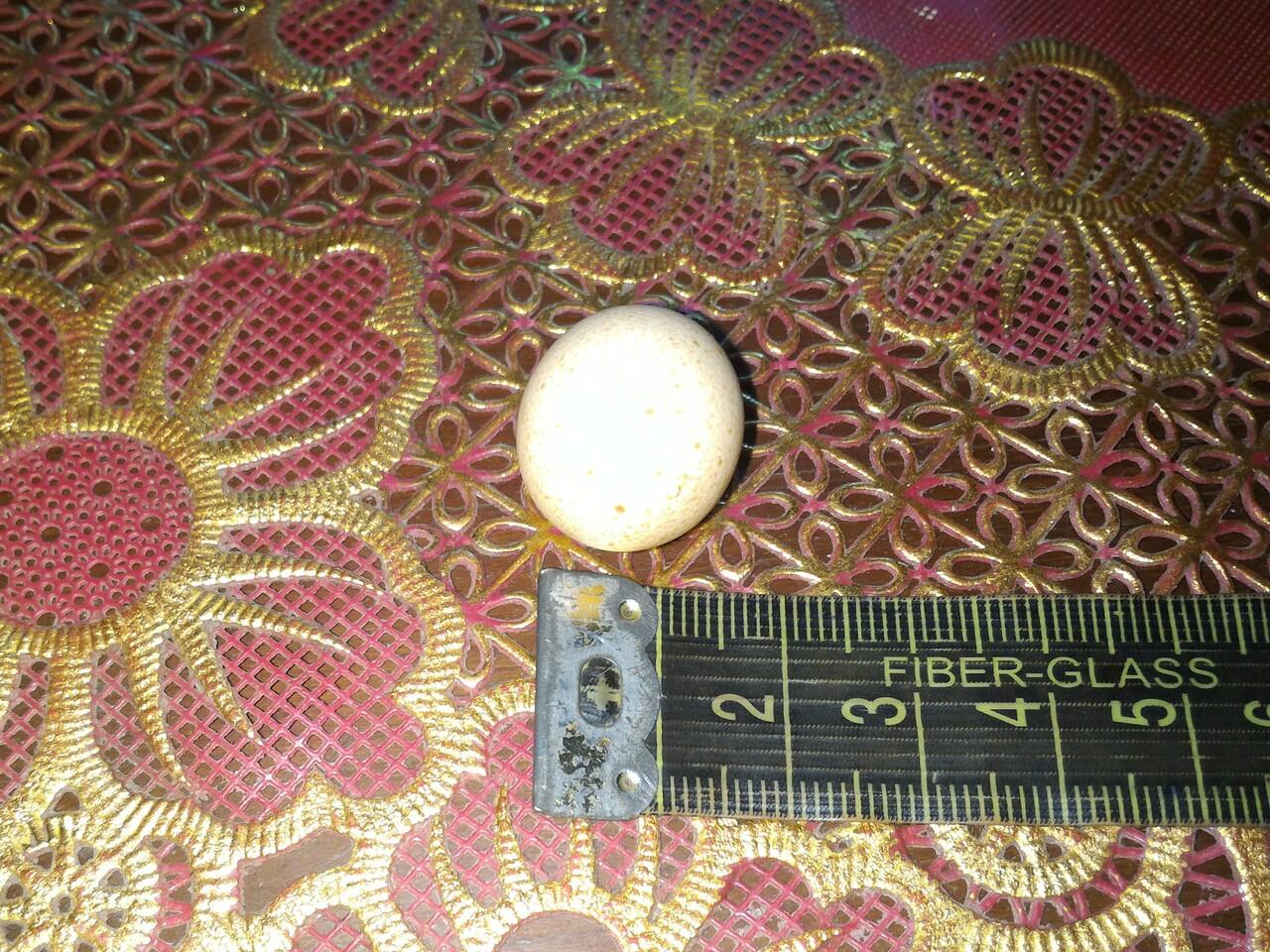 Telur ayam terkecil dari Tegal?