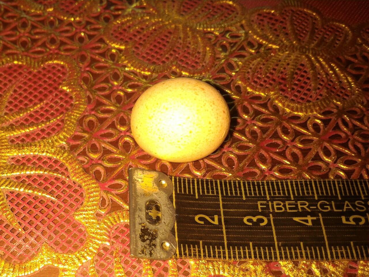 Telur ayam terkecil dari Tegal?