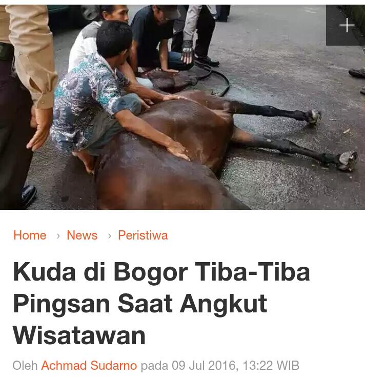 Kuda di Bogor Tiba-Tiba Pingsan Saat Angkut Wisatawan