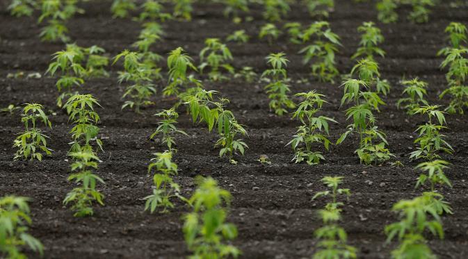 Negara Ini Punya Ladang Ganja Terbesar yang Subur
