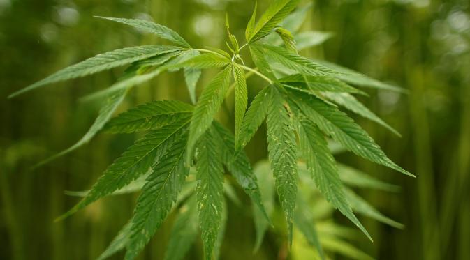 Negara Ini Punya Ladang Ganja Terbesar yang Subur