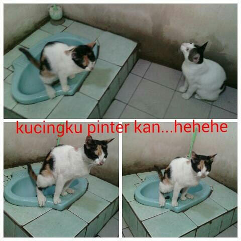 Kucing Beol