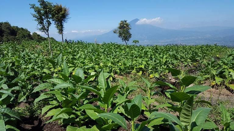 &#91;CatPer&#93; Gunung Guntur 2.249 MDPL via Cikahuripan (pp), 05-06 Juli 2016