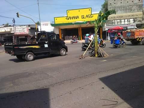 DI NEGERI YANG SUBUR, POHON PISANG BISA HIDUP DI JALAN BERASPAL