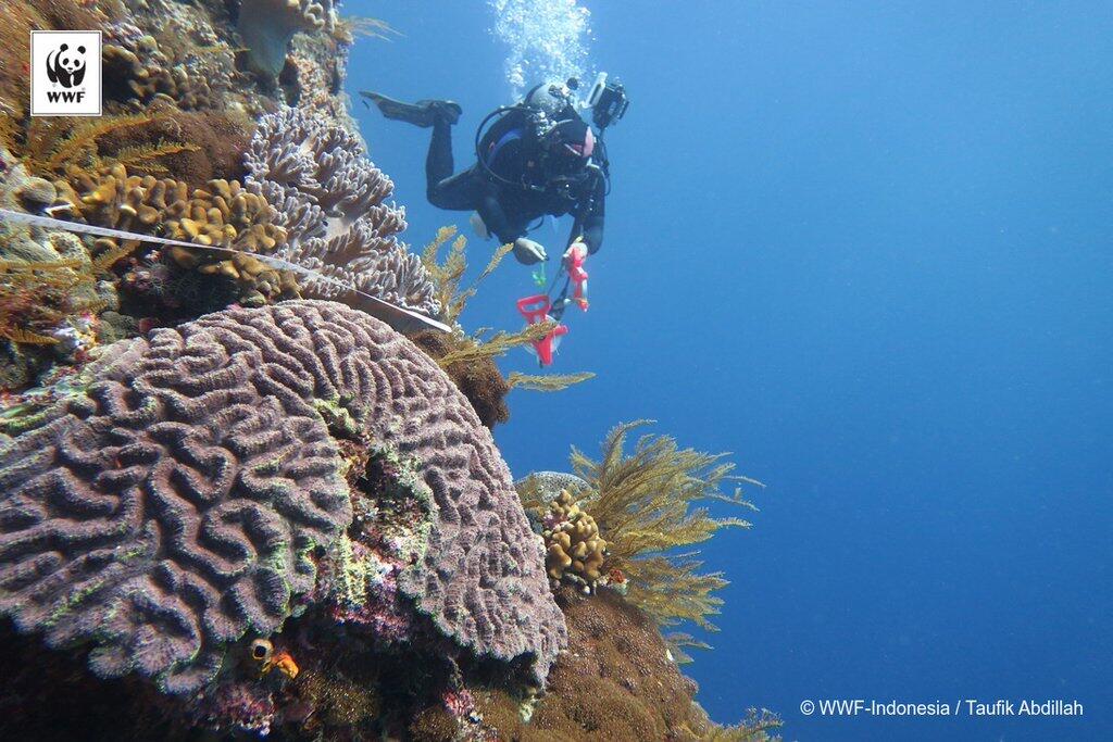 Ini Etika Menyelam agar Tidak Merusak Biota Laut