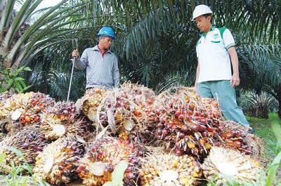 Lowongan Kerja Asisten Kebun (Akb)