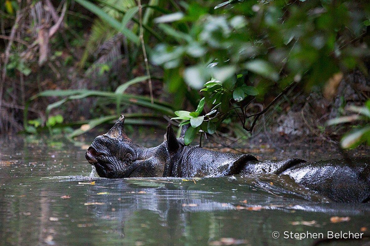 10 Fauna Asli Indonesia