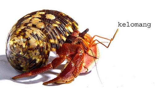 (tanya) karakter yang mirip capung, katak, kura-kura, kelomang, kepiting di pokemon