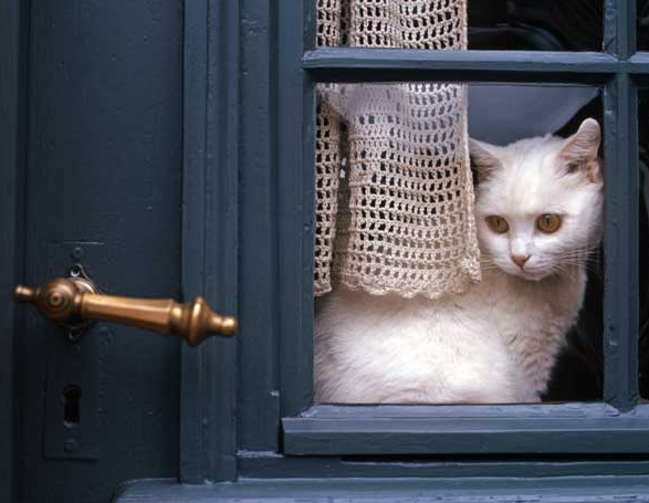 Kucing selalu bisa temukan jalan pulang ke rumah