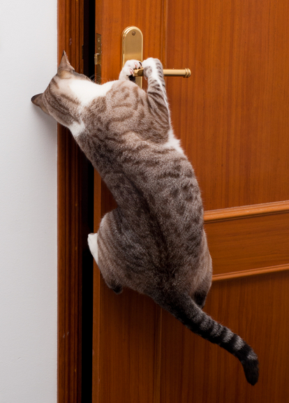 Kucing selalu bisa temukan jalan pulang ke rumah