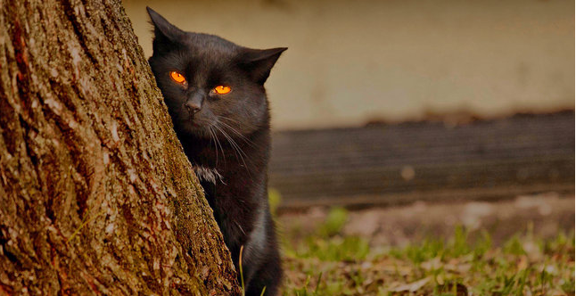 Kucing selalu bisa temukan jalan pulang ke rumah