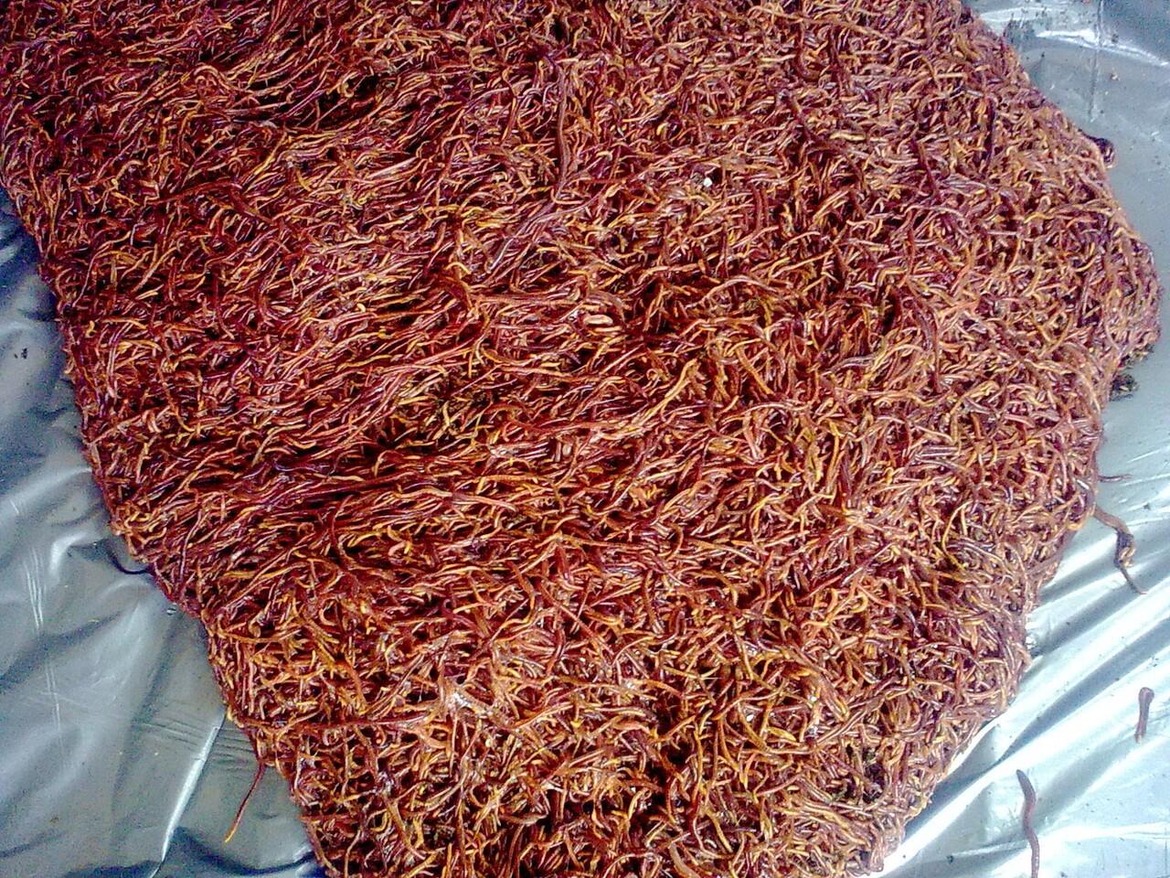 Usaha bisnis Cacing Lumbricus rubellus