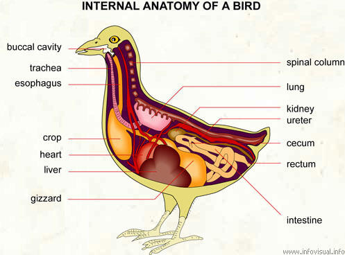 Kenapa Penis identik dengan kata &quot;Burung&quot;?