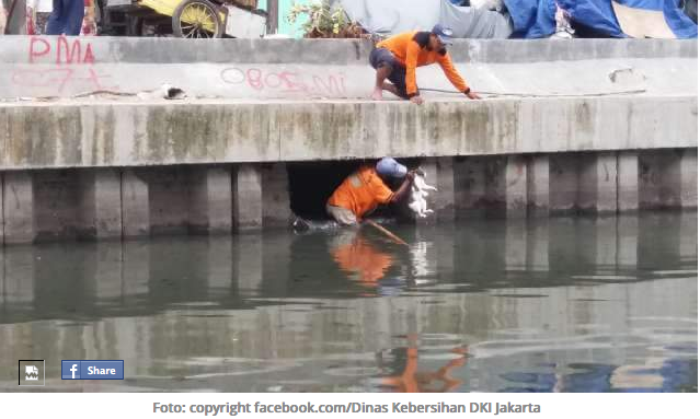 Demi Kucing, Petugas Kebersihan Ini Rela Masuk Ke Saluran Air