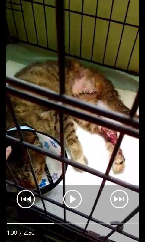 Tolong Kucing Ini! :&quot;(