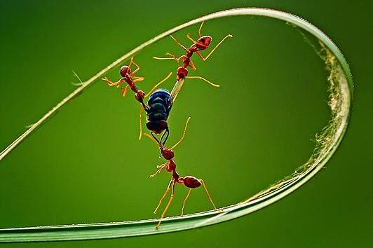 6 fakta menarik mengenai semut