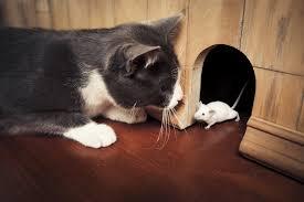 GanSis Suka Banget Kucing? Bisa Jadi Karena Penyakit!