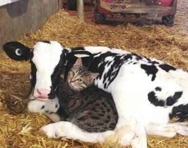 GanSis Suka Banget Kucing? Bisa Jadi Karena Penyakit!