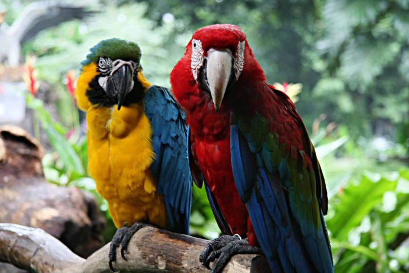 ≈ Jangan ngambek kalo dikatain : ”otak burung” gan ini penjelasanya ≈