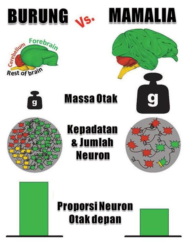 ≈ Jangan ngambek kalo dikatain : ”otak burung” gan ini penjelasanya ≈