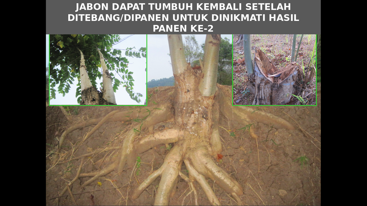 <<<GREEN WARRIOR>>> Mempersiapkan Dana Pensiun Dengan Menghijaukan Bumi