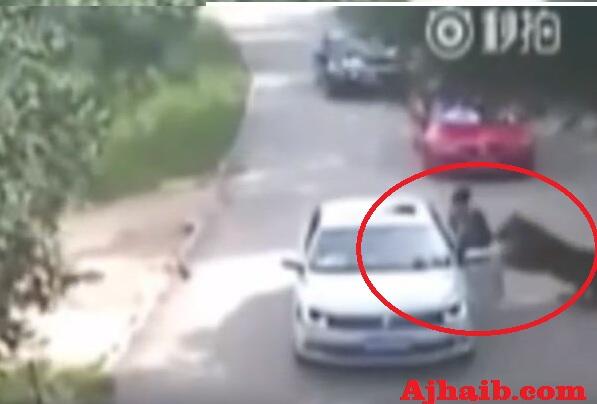 Video: Tragis, Seorang Wanita Diterkam Harimau di Kebun Binatang China