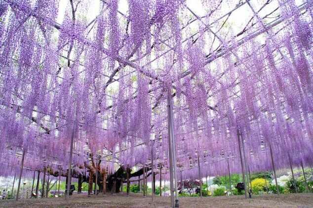 Wisata Fantastis Jepang Yang Sayang Untuk Dilewatkan