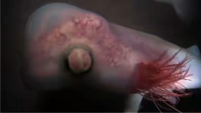 Inilah foto janin Hewan saat masih dalam rahim sang induk