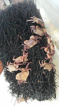 Kepiting ini bisa pura-pura mati kalau ditangkap (video &amp; pic inside)