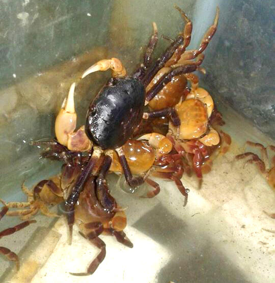 Kepiting ini bisa pura-pura mati kalau ditangkap (video &amp; pic inside)