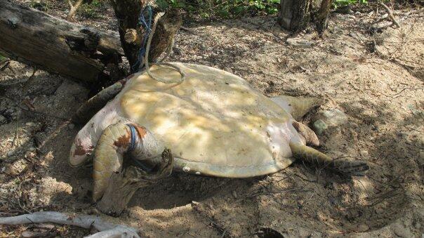 PEMBANTAIAN PENYU DI PULAU ENU, ARAFURU