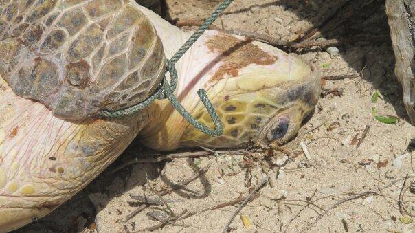 PEMBANTAIAN PENYU DI PULAU ENU, ARAFURU