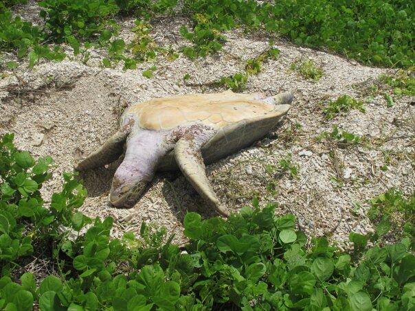 PEMBANTAIAN PENYU DI PULAU ENU, ARAFURU