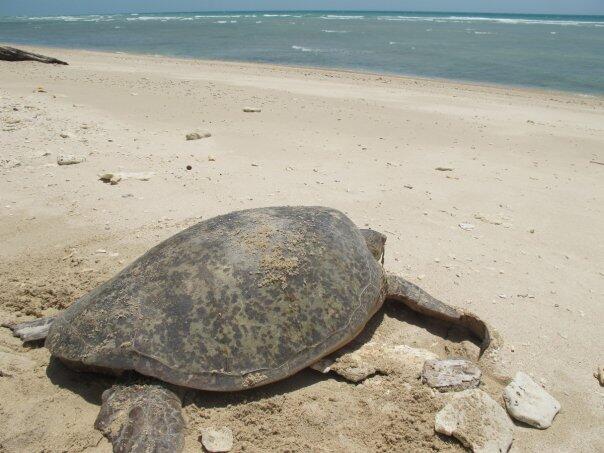 PEMBANTAIAN PENYU DI PULAU ENU, ARAFURU