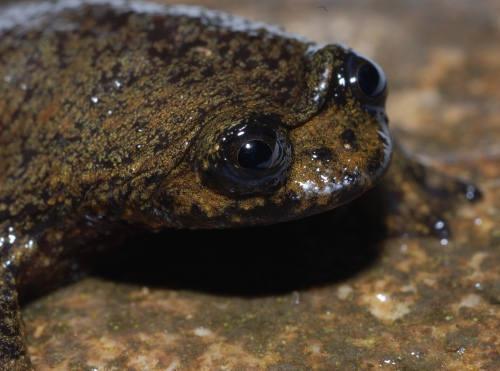 Dua Jenis Katak Endemik Indonesia ini dan Penemunya Mengagetkan Dunia