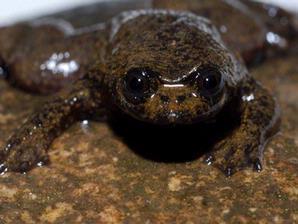 Dua Jenis Katak Endemik Indonesia ini dan Penemunya Mengagetkan Dunia