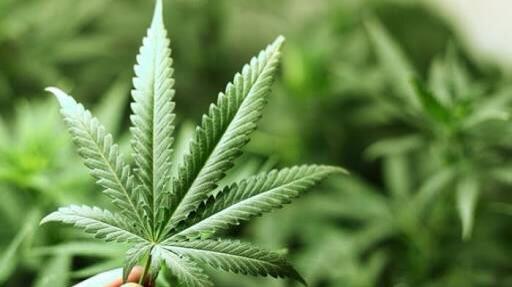 Cari Pelanggan Baru, Pengedar Jadikan Ganja Sebagai Bumbu Nasi