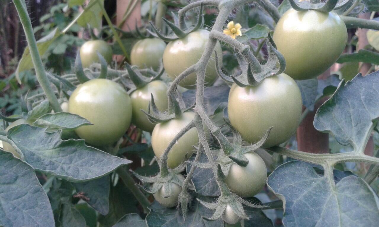 Tomat &quot; Si Merah Banyak Manfaat &quot;