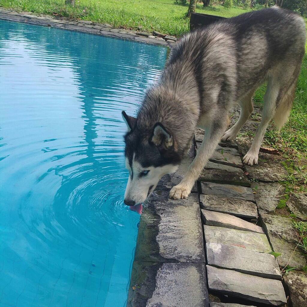 Anjing hilang