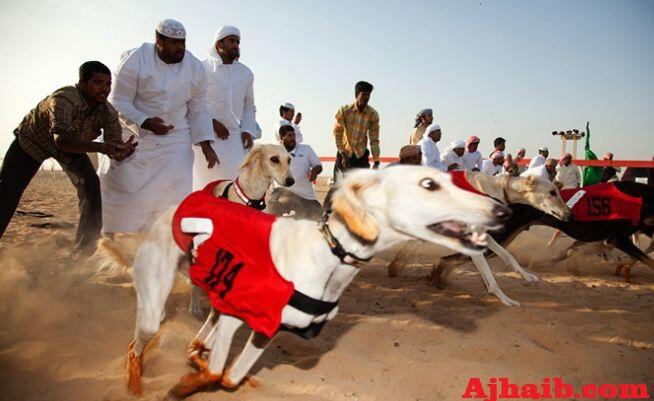 Menengok Serunya Balapan Anjing, Trend Baru Dikalangan Pemuda Arab