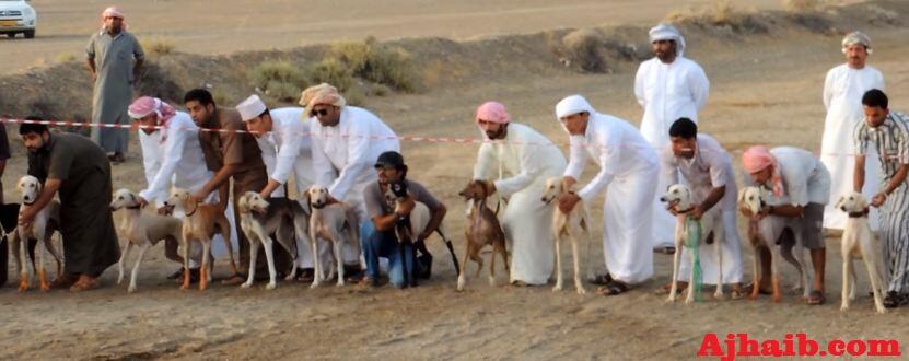 Menengok Serunya Balapan Anjing, Trend Baru Dikalangan Pemuda Arab