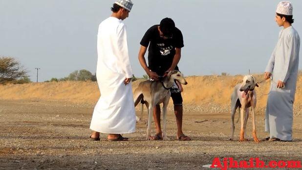 Menengok Serunya Balapan Anjing, Trend Baru Dikalangan Pemuda Arab