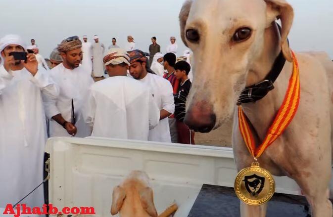 Menengok Serunya Balapan Anjing, Trend Baru Dikalangan Pemuda Arab